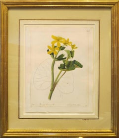 "Common Marsh Marigold - Caltha Palustris"