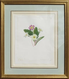 "Common Primrose - Primula Vulgaris"   