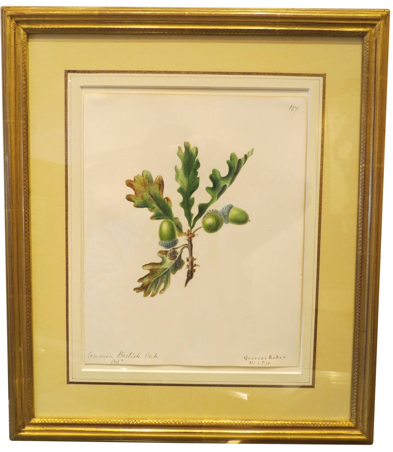 "Common British Oak - Quercus Robur"