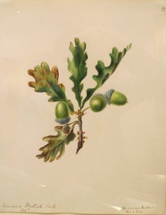 "Common British Oak - Quercus Robur""