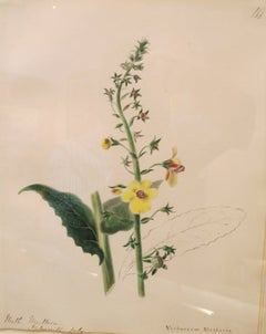""Moth Mullein-Verbascum Blattaria"