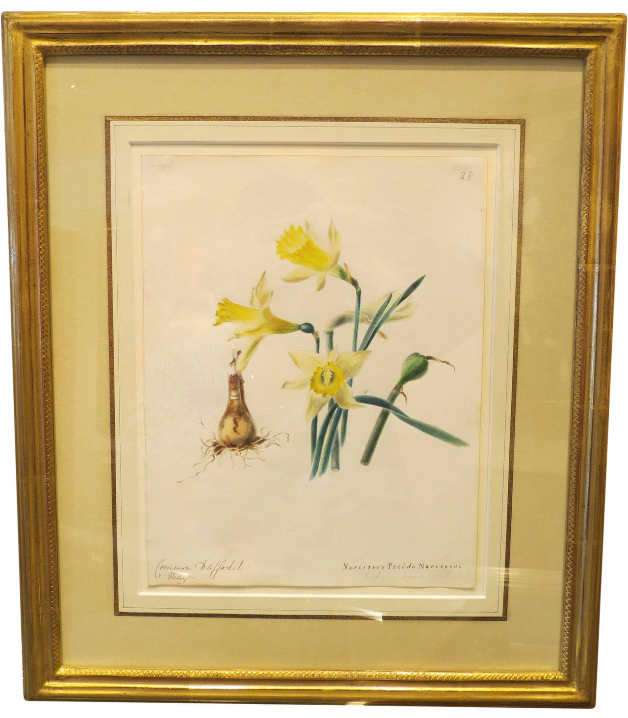 Emily Stackhouse Abstract Drawing - "Common Daffodil - Narcissus Pseudo Narcissus"