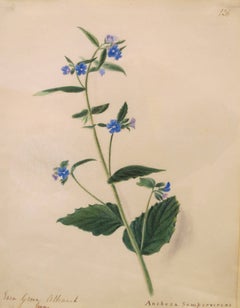 "Ever Green Alkanet - Anchusa Sempervirens"