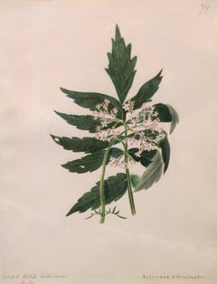 "Great Wild Valerian"