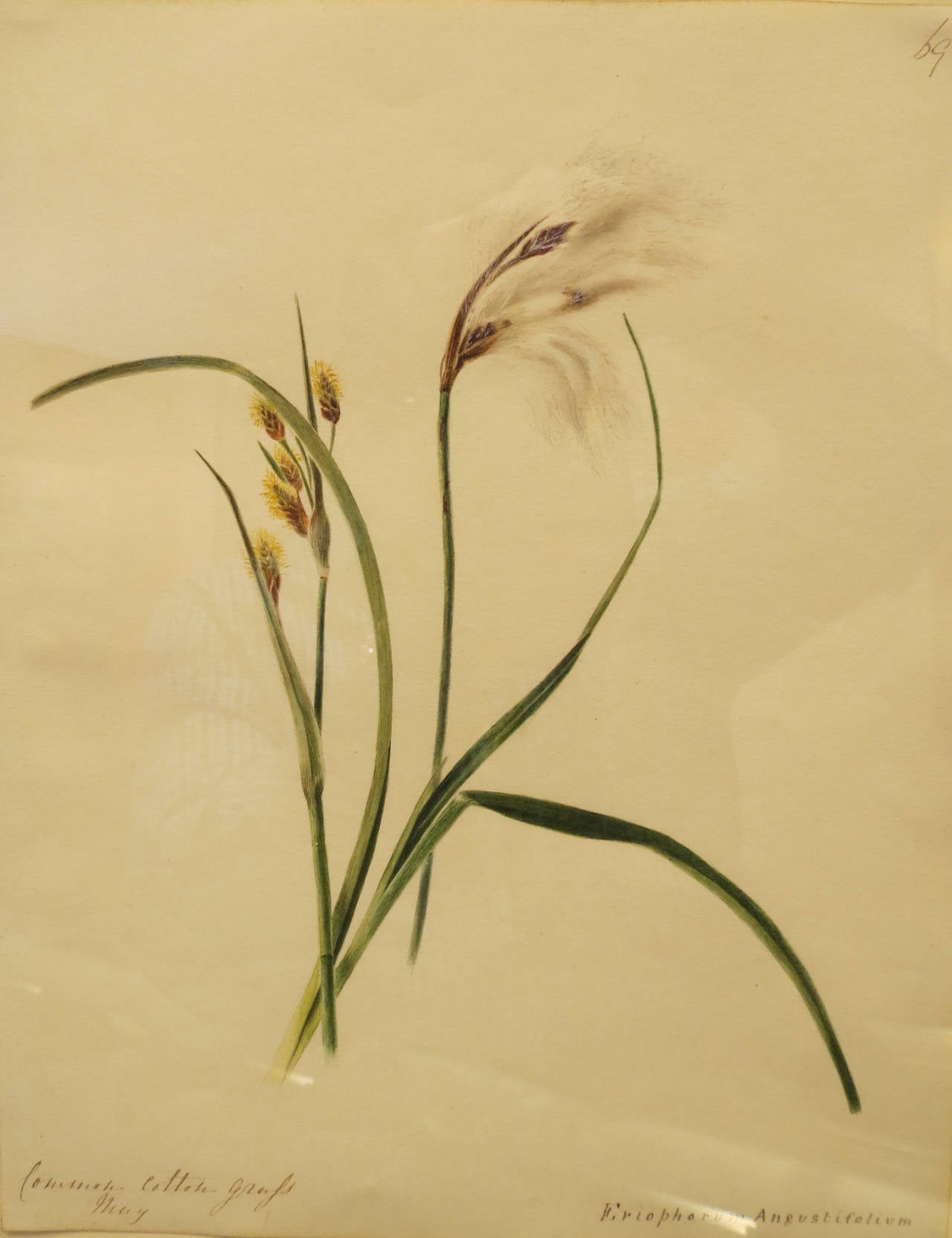 Eriophorum Angustifolium, 