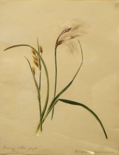 "Erba di cotone comune - Eriophorum Angustifolium