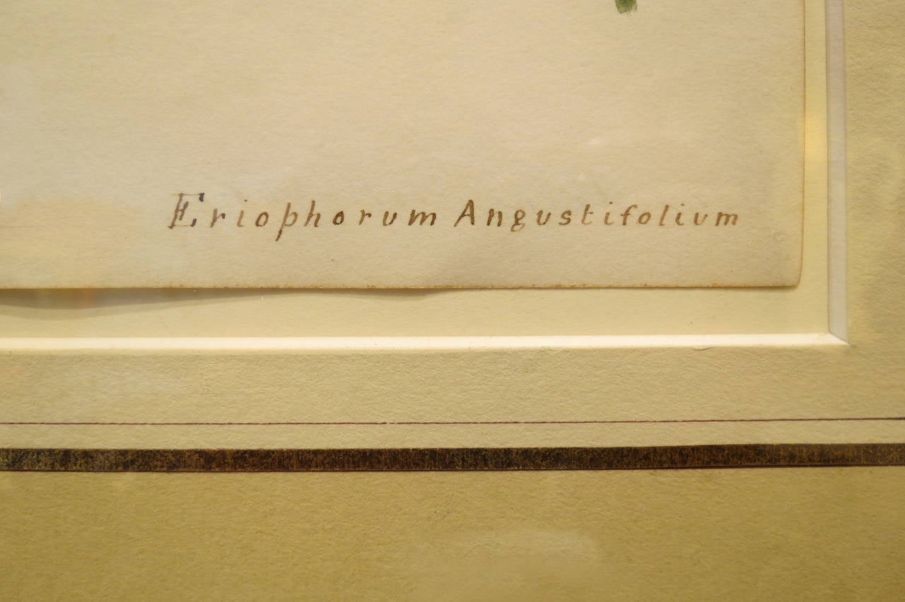 verbascum eriophorum