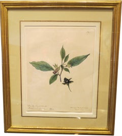 Antique "Deadly Nightshade - Atropa Belladonna"