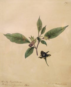 ""Deadly Nightshade - Atropa Belladonna""