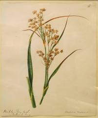 "Albero della via - Viburnum Latana"