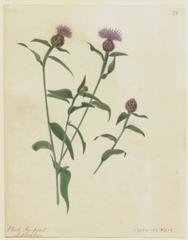 "Black Knapweed - Centaurea Nigra"