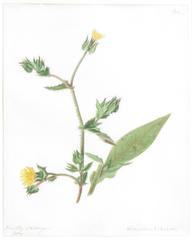 "Bristl Oxtongue - Helmenthia Echioides"