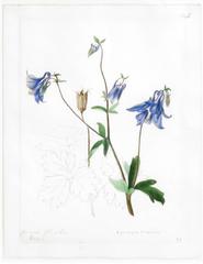 "Common Columbine - Aquilegia Vulgaris"