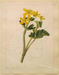"Common Marsh Marigold - Caltha Palustris"