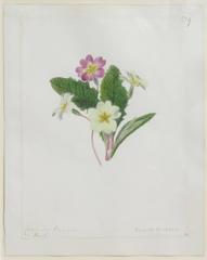 "Common Primrose - Primula Vulgaris"