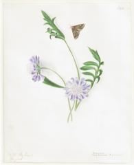 "Field Scabious - Knautia Arvensis"