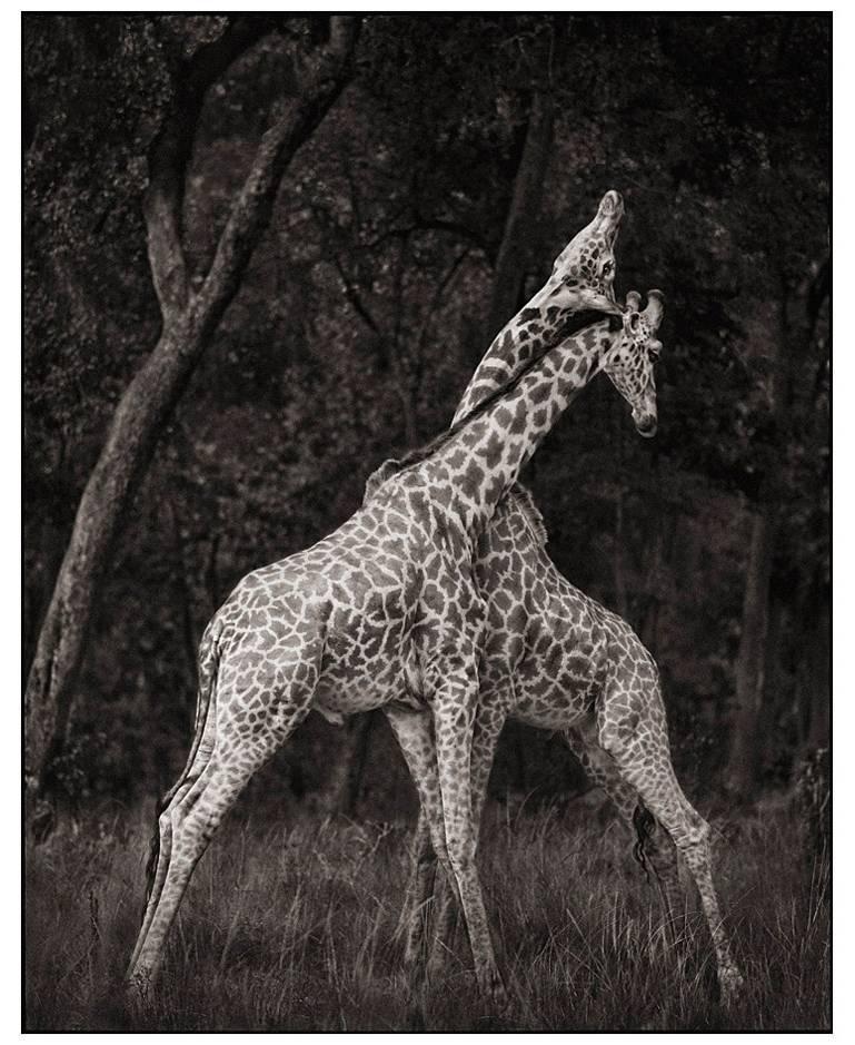 Nick Brandt - Girafes Battling in Forest 
Masai, Mara, from a Shadow Falls (2008)
Date: 2008
Signed and Numbered with a certificate of authenticity
Dimensions: 52.5 x 42 in.
Edition: 8
Medium: archival pigment print;

Nick Brandt

Nick