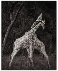 Nick Brandt, Monumental Photo - Giraffes, Masai Mara