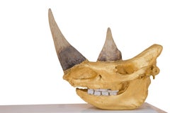 William Rosewood - Sudan - Rhinoceros Skull Sculpture
