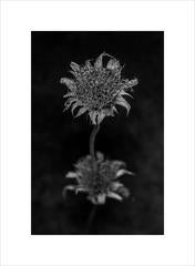 Anna Agoston - Untitled #66 8