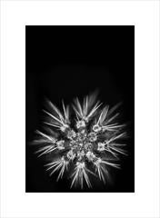 Anna Agoston - Untitled #90 11