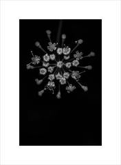 Anna Agoston - Untitled #218 4