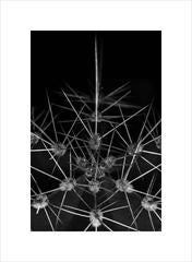 Anna Agoston - Untitled #217 3