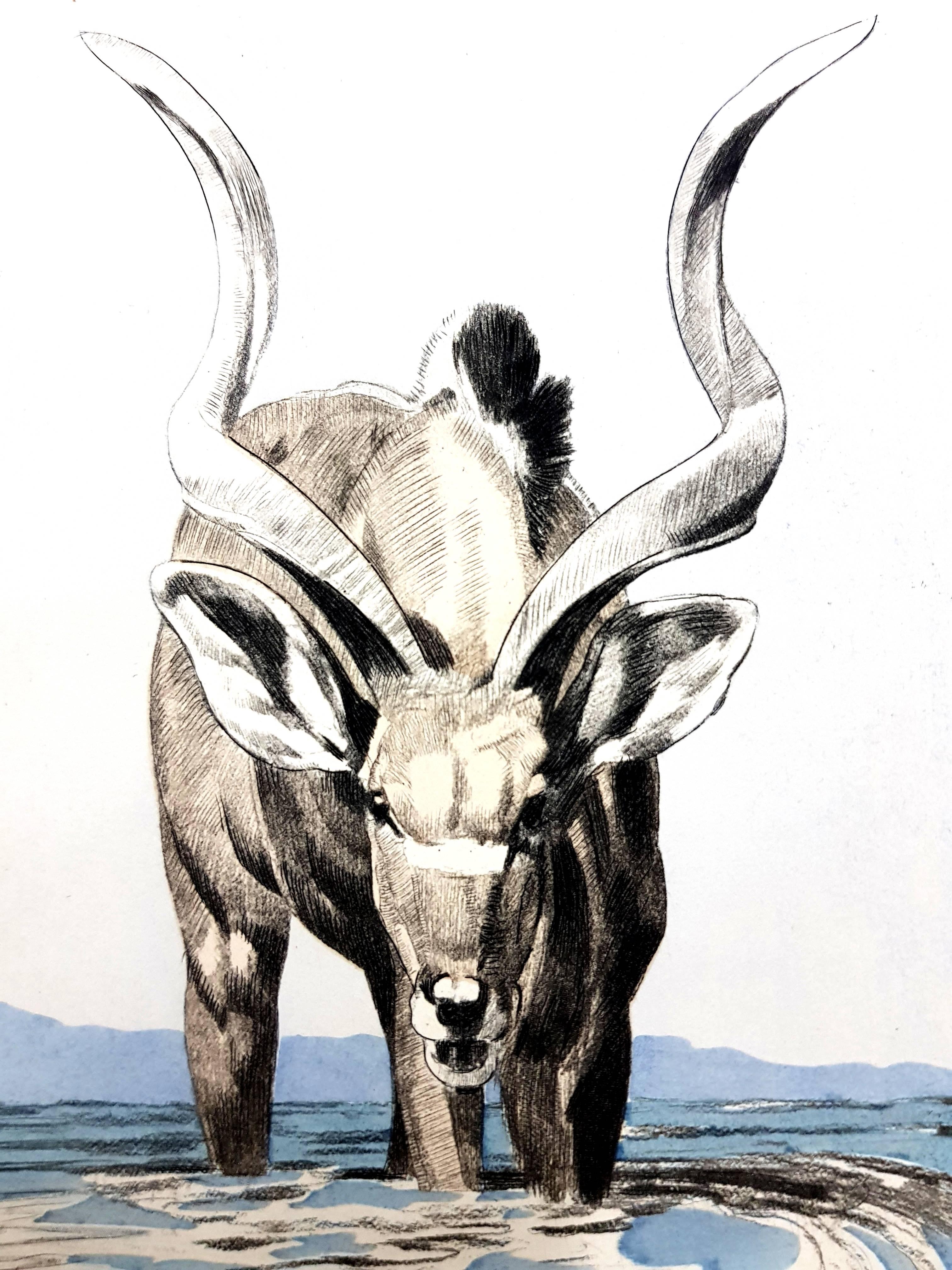 Paul Jouve (after) - Antelope - Engraving - Modern Print by Pierre-Paul Jouve