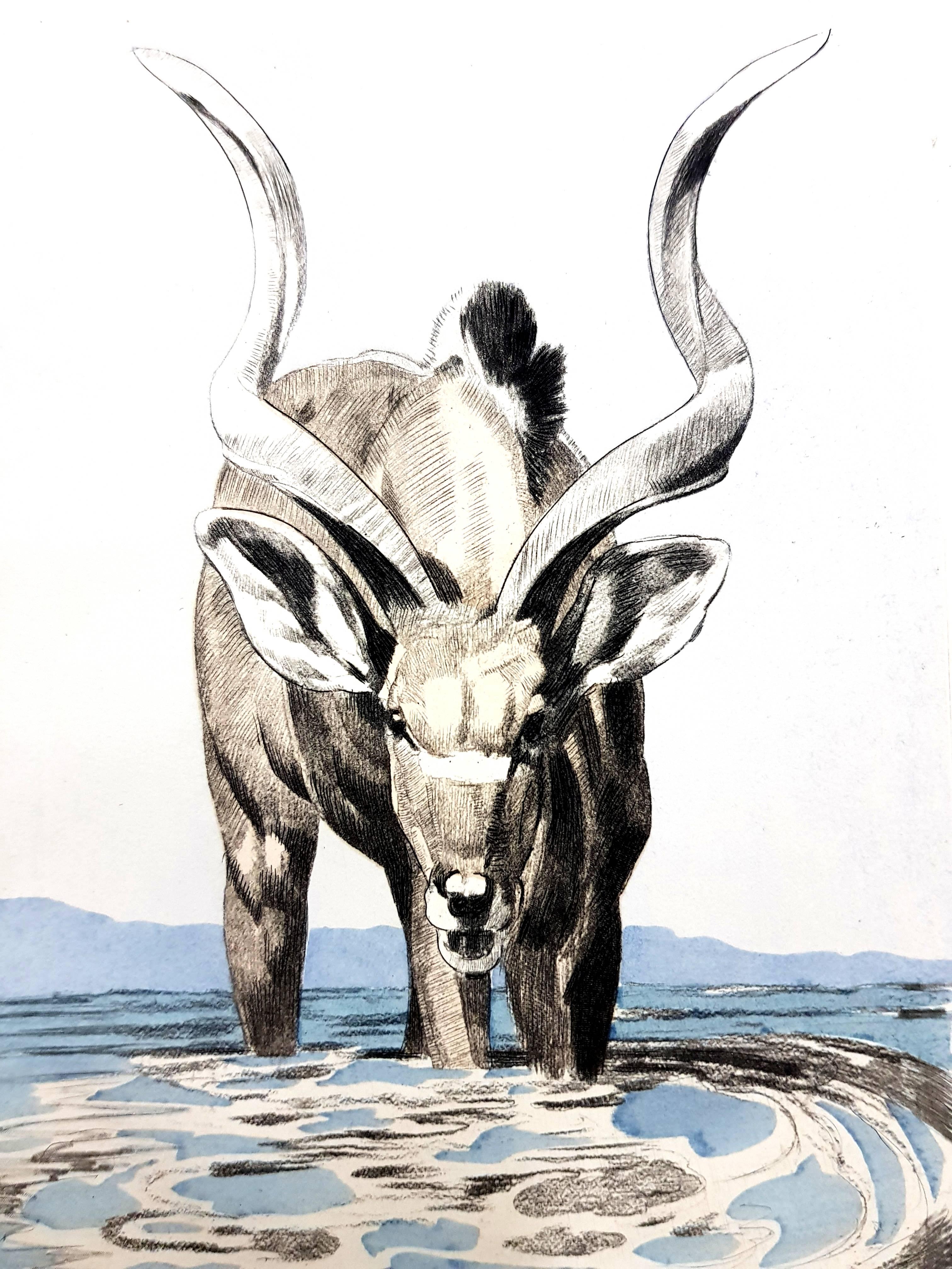 Paul Jouve (after) - Antelope - Engraving - Print by Pierre-Paul Jouve