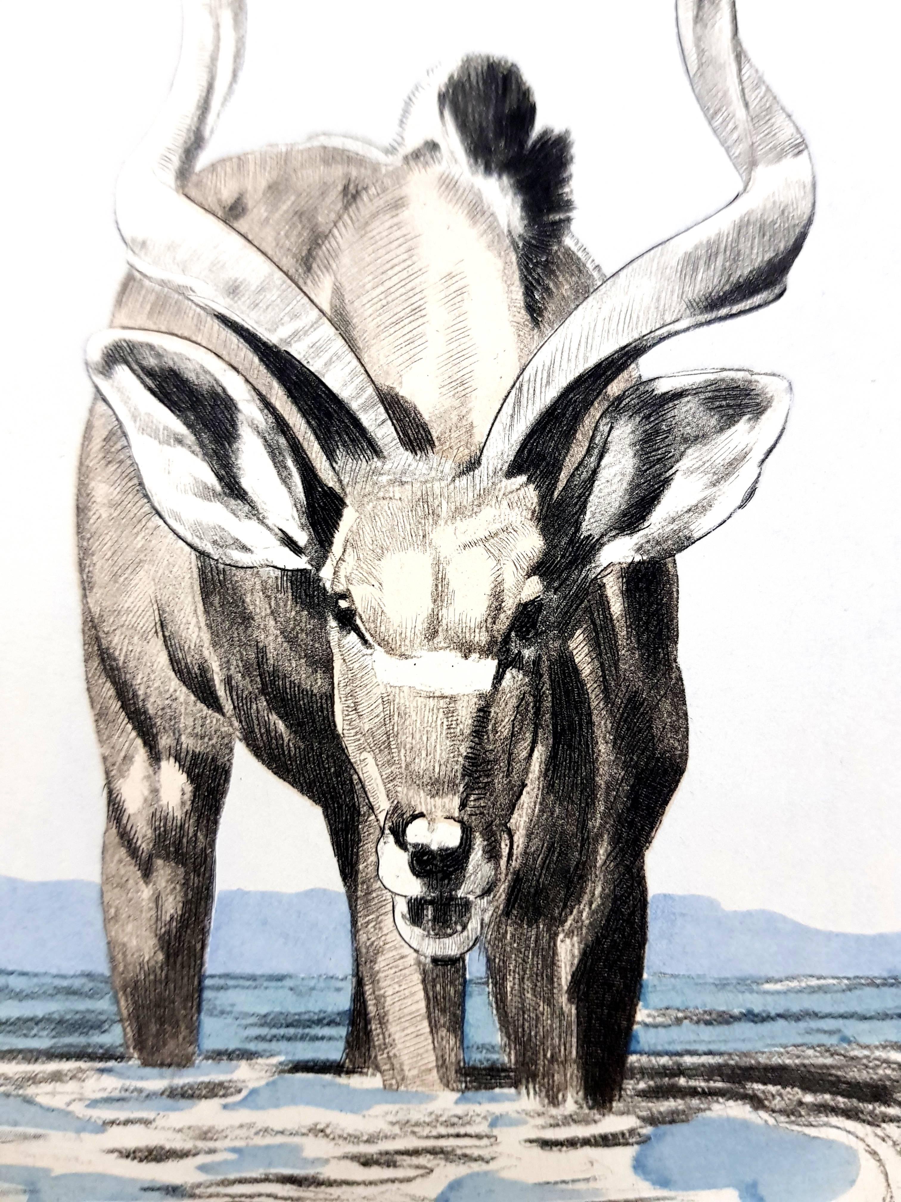 Paul Jouve (after) - Antelope - Engraving - Gray Figurative Print by Pierre-Paul Jouve