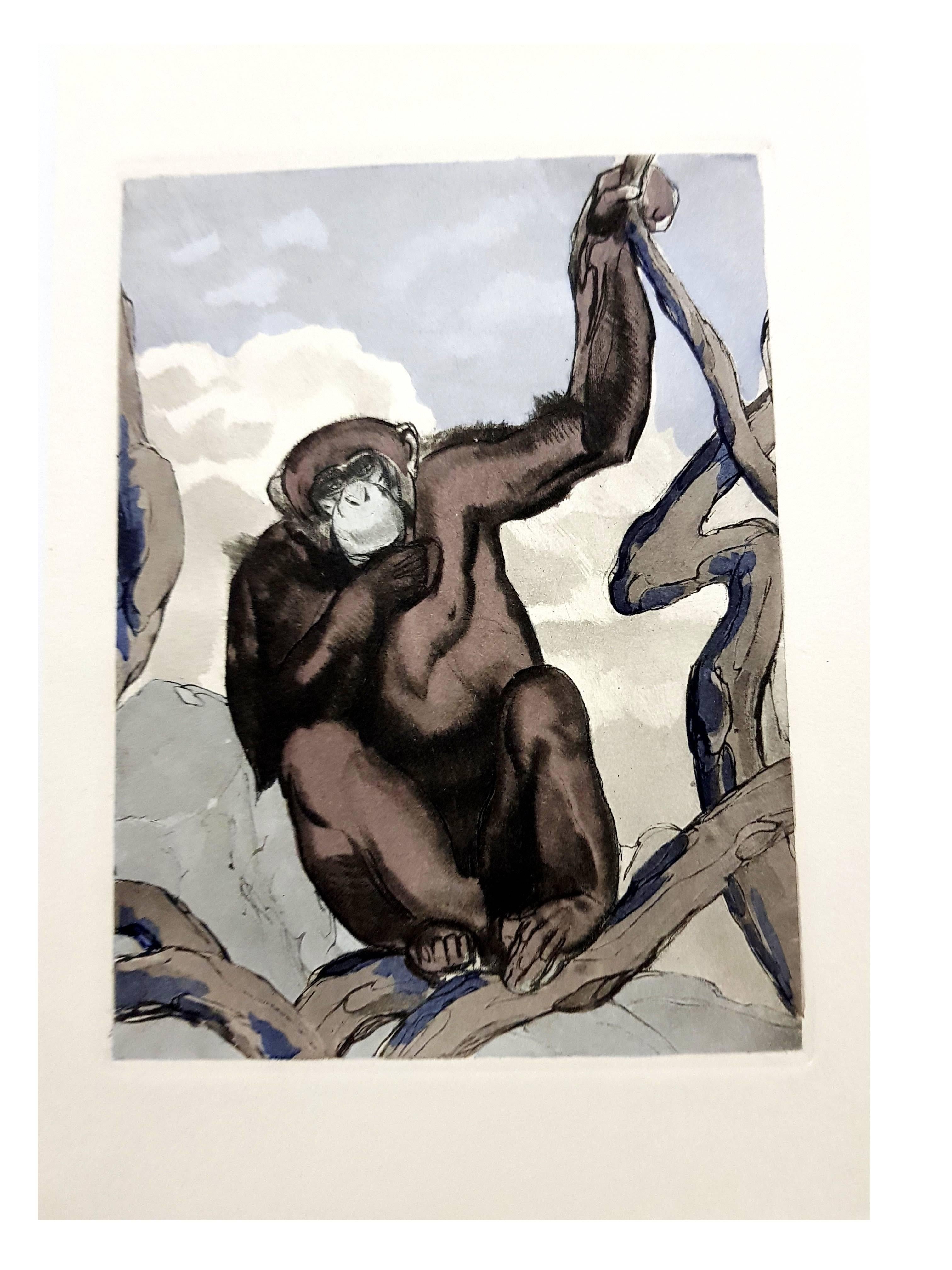 Paul Jouve - Chimpanzee - Original Engraving For Sale 2