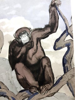 Paul Jouve - Chimpanzee - Original Engraving