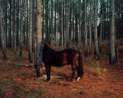 Pine Forest Pony 10