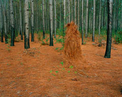 Ghillie Suit (Pine Straw) 5