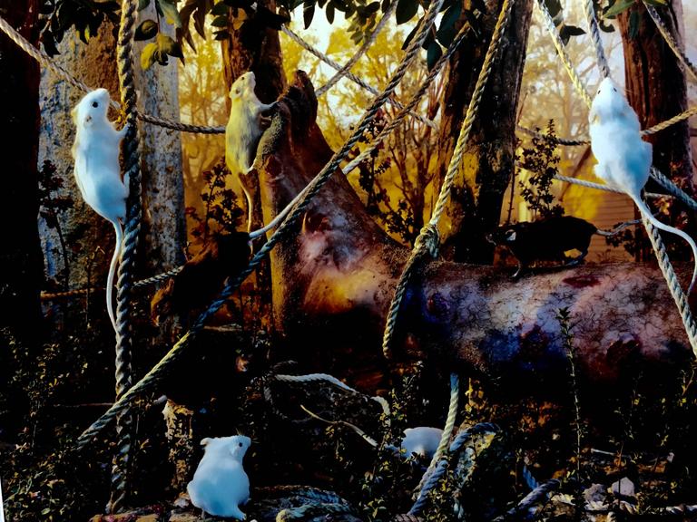 Gregory Crewdson Untitled from the Natural Wonder series