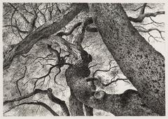 Limbs of a Coastal Live Oak, Santa Barbara, July 2015