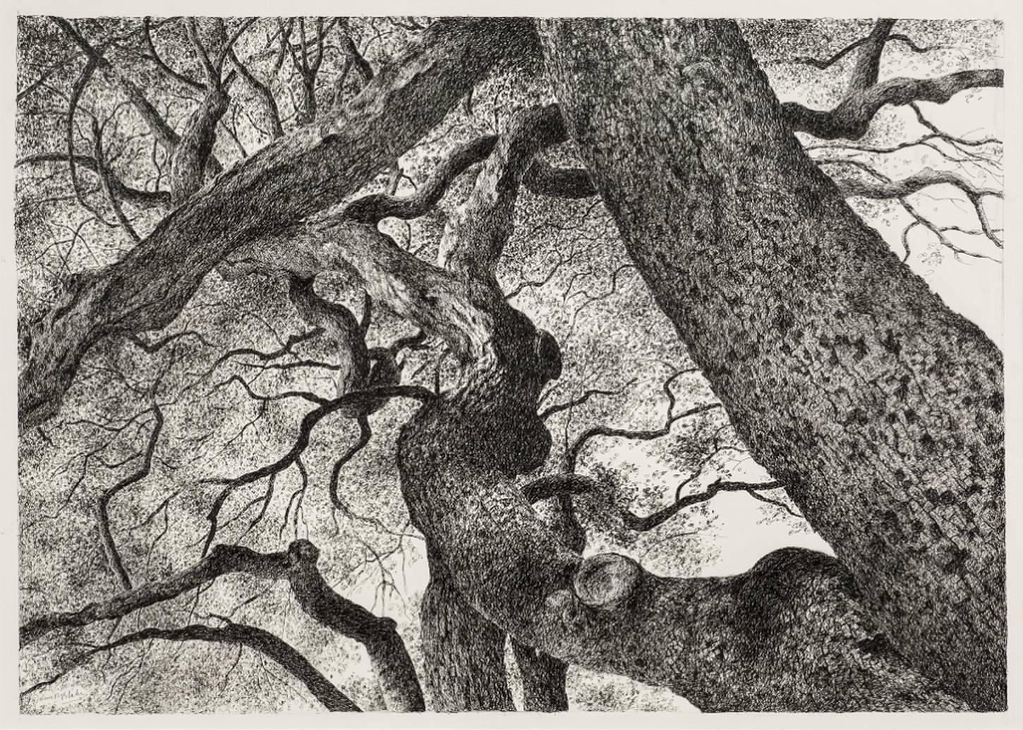 James Blake Landscape Art - Limbs of a Coastal Live Oak, Santa Barbara, July 2015
