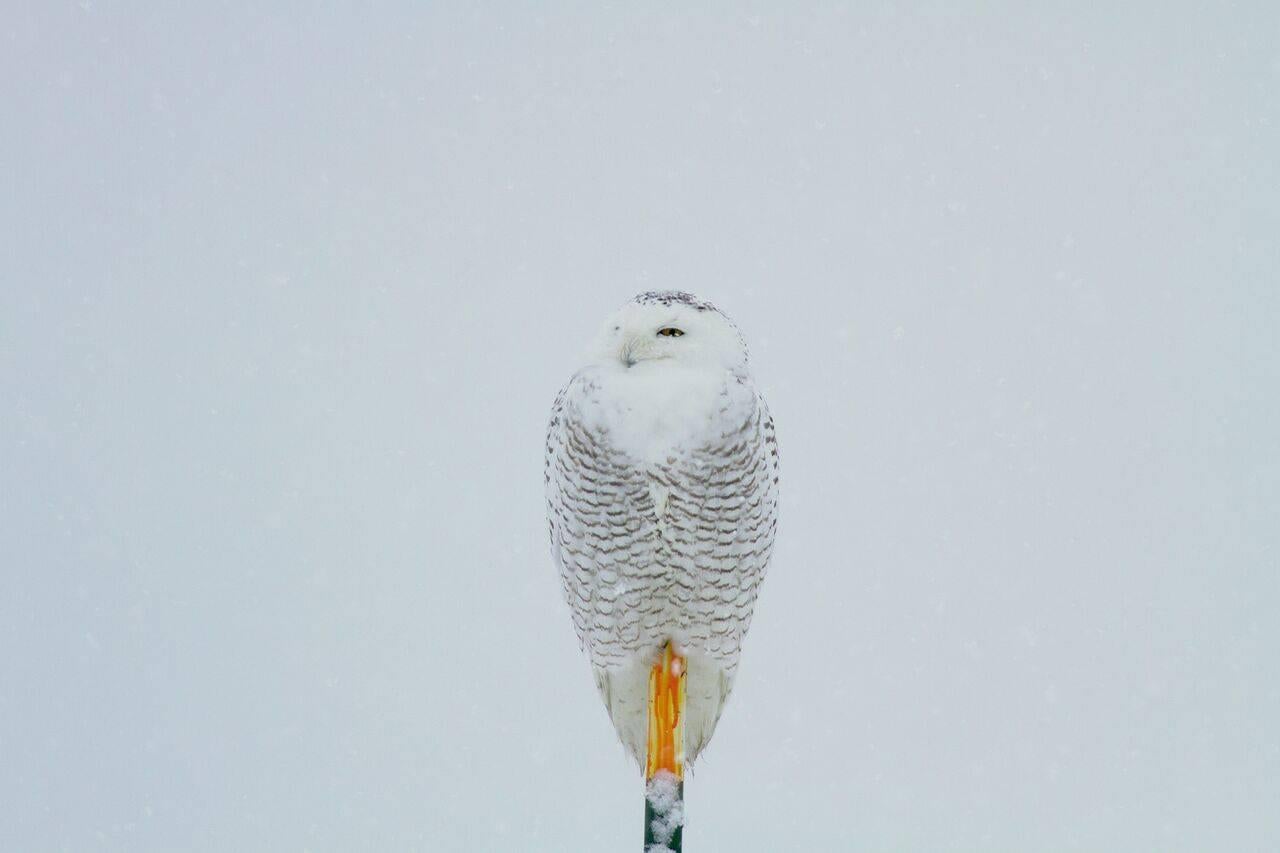 Klemens Gasser Color Photograph - There Will Be Snowy Owls Without You 20131210