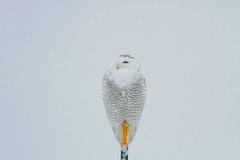 There Will Be Snowy Owls Without You 20131210
