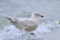There Will Be Iceland Gulls Without You 20140118 11.50AM