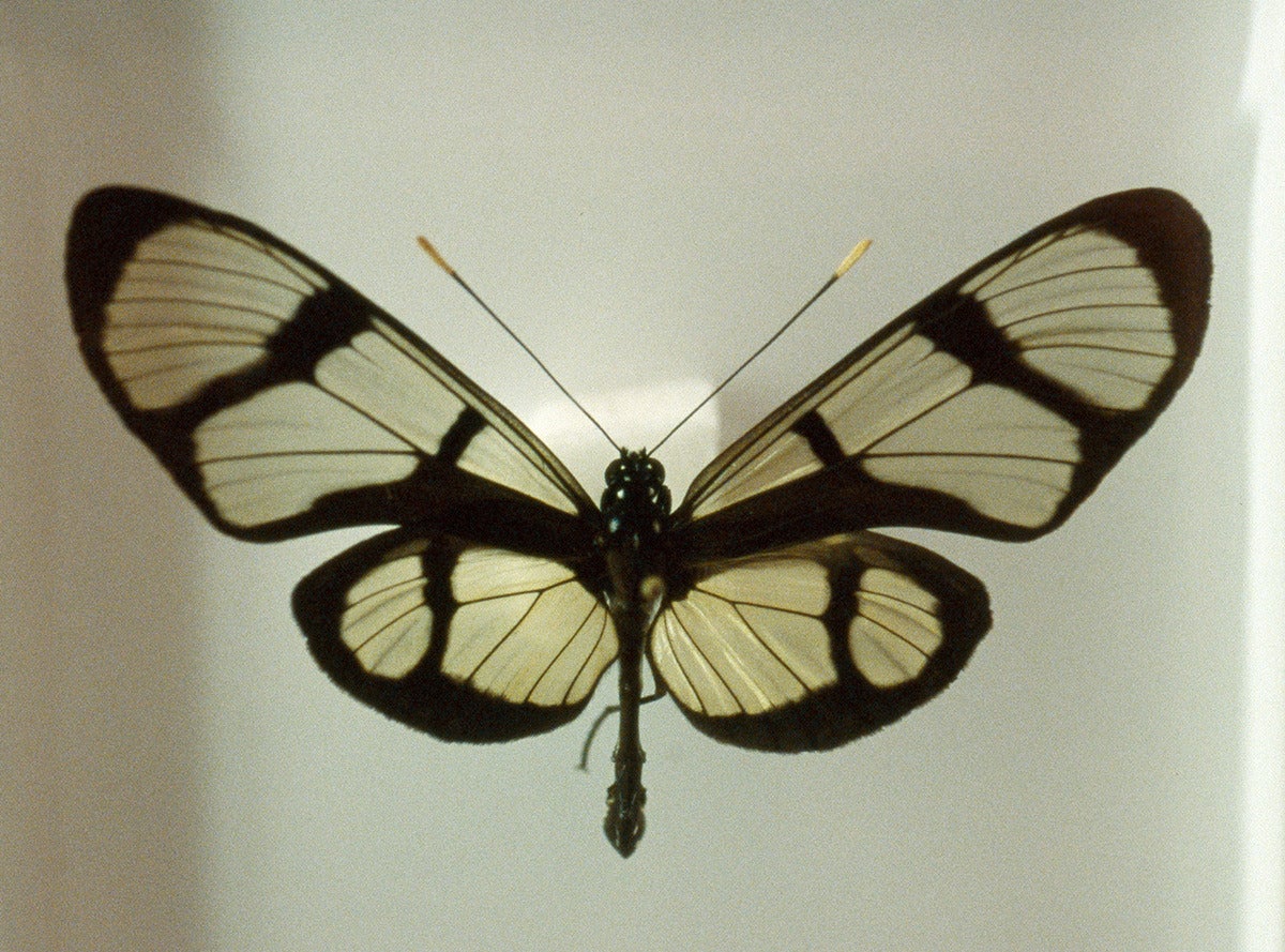 Susanne Wellm Color Photograph - Butterfly
