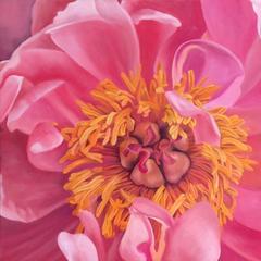 stephanie danforth Peony