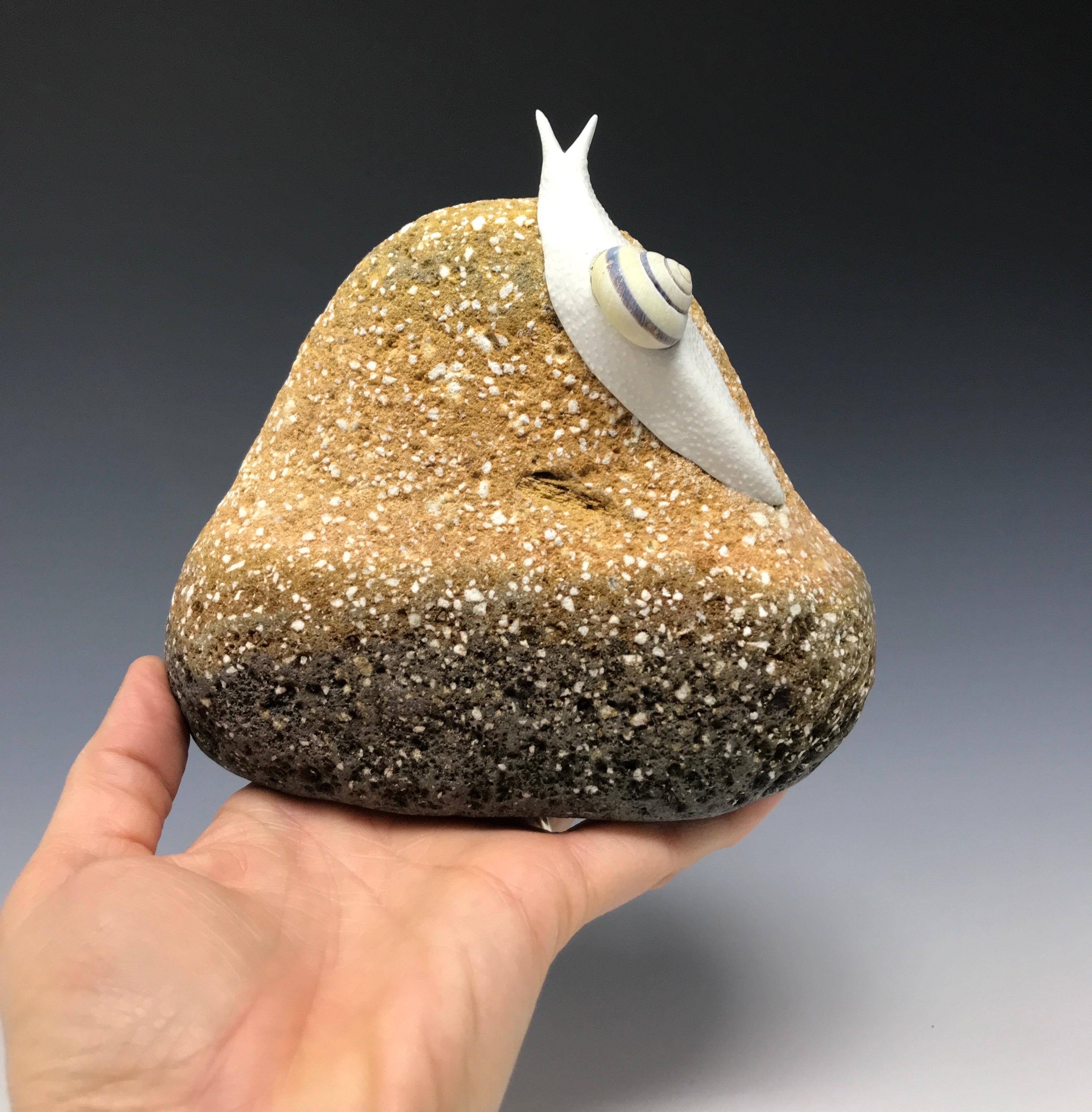 Snail study on a rock form 