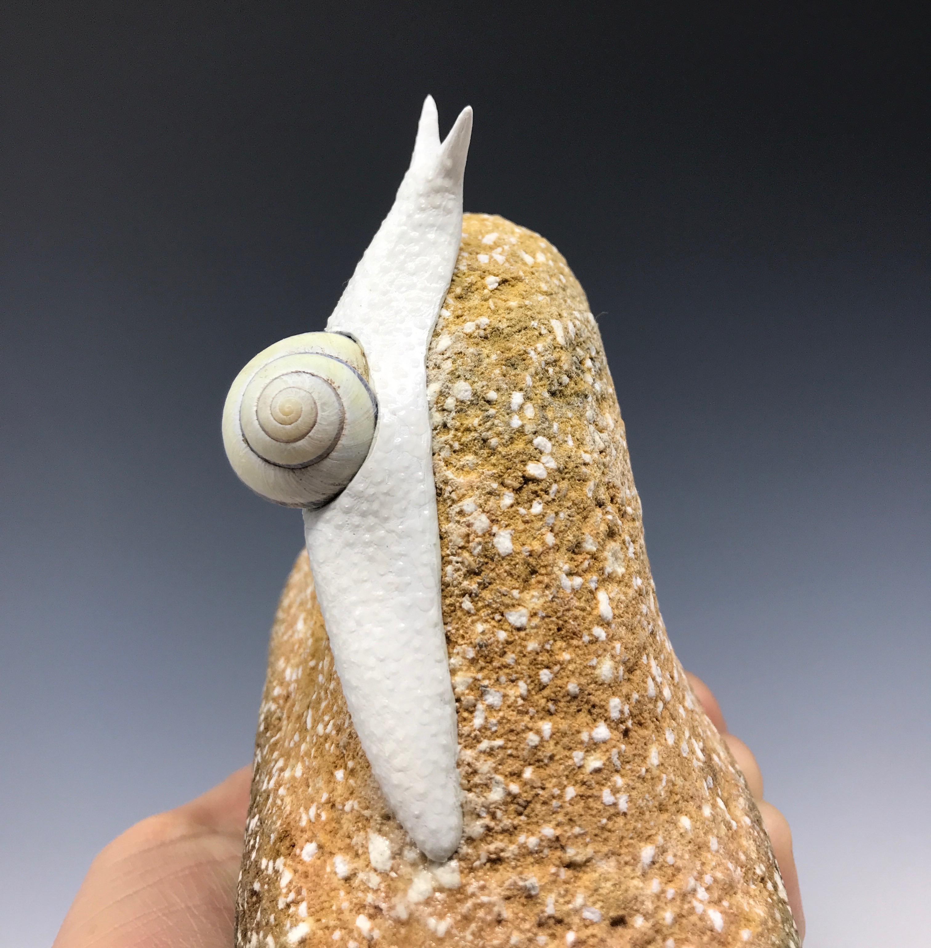 Snail study on a rock form 