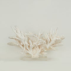Grande composizione o scultura personalizzata in corallo su lucite