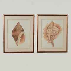Pair of Vintage Seashell Watercolors by Bonnie Smith