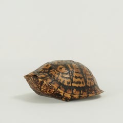 Petite carapace de tortue-boîte ancienne