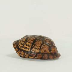 Petite carapace de tortue-boîte ancienne