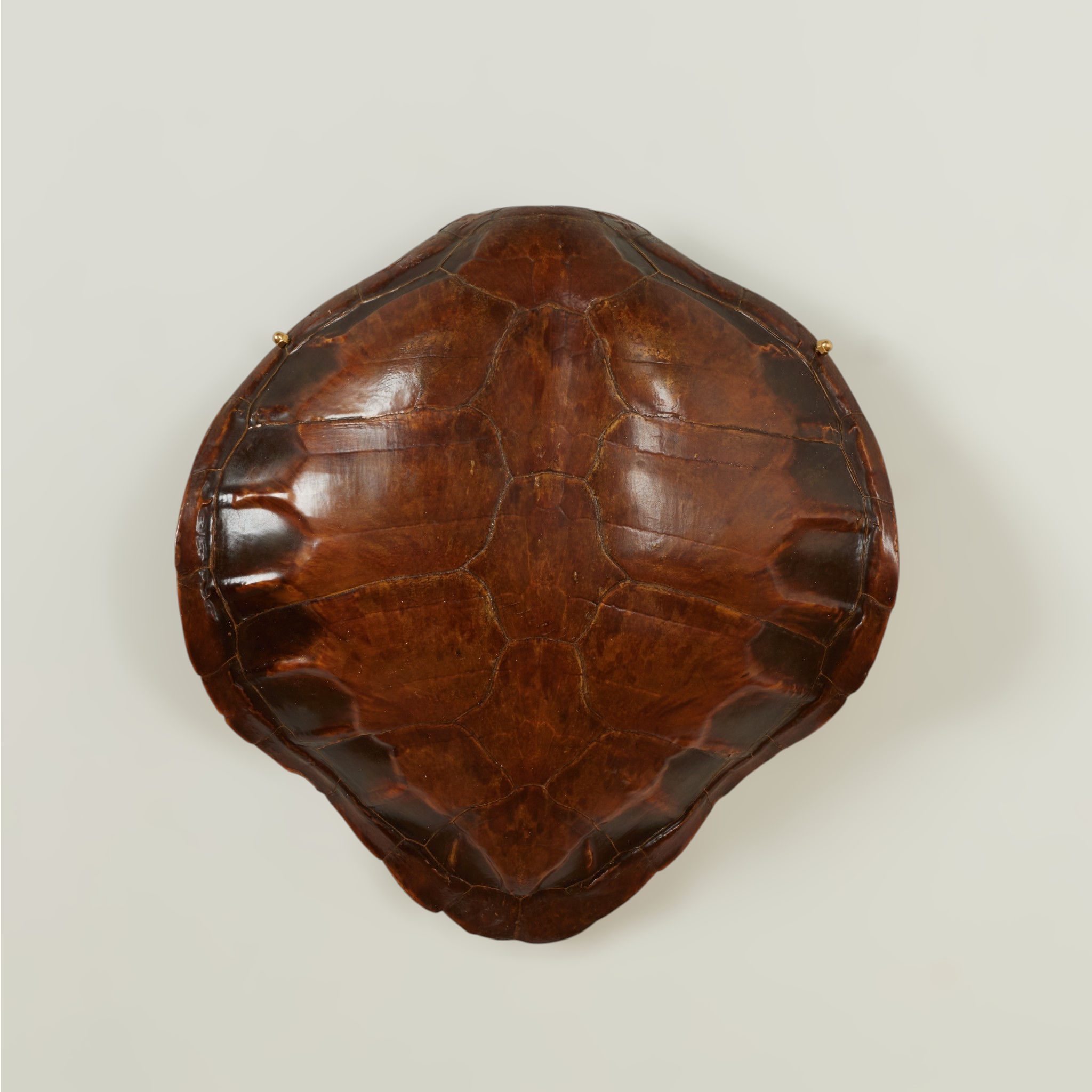 Unknown Figurative Sculpture - Antique Wall Mounted Turtle Shell