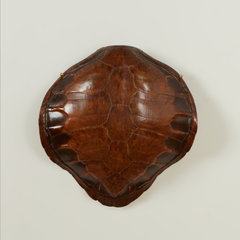 Antique Wall Mounted Turtle Shell
